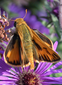 Fiery Skipper